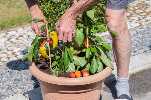 Man collects ripe sweet peppers in a pot on the terrace,grows organic food without chemical treatment, seasonal harvestdoes home gardening in his mini vegetable plantation, high quality photo