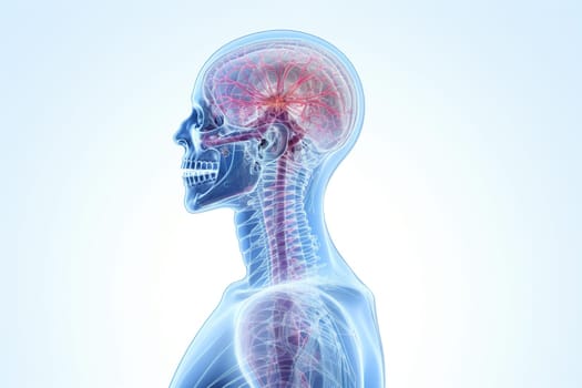 Skull bones of the human head with arteries and veins, anatomy. Human skull on a white background.