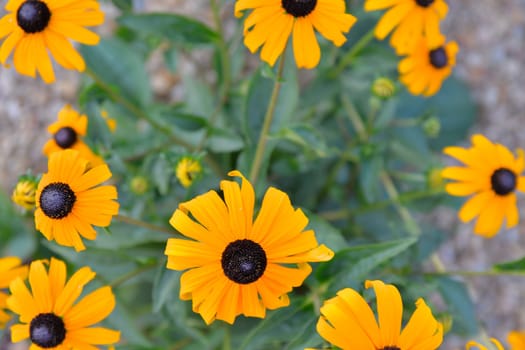 Rudbeckia plants, the Asteraceae yellow and brown flowers. Black (brown)-eyed Susan flowers. The starry flowers of these robust, long-flowering plants can shine in borders, summer bedding, containers and prairie-style plantings. Yellow or gold flower heads bloom in mid to late summer.