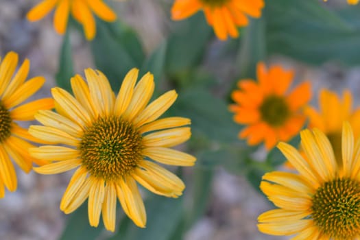 The family Asteraceae with the original name Compositae. Commonly referred to as the aster, daisy, composite, or sunflower family. Asteraceae consists of over 32,000 known species of flowering plants in over 1,900 genera within the order Asterales.