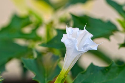 Datura stramonium, known by the common names, jimson weed, ditch weed, stink weed, Korean morning glory, Jamestown weed, thorn apple, angel's trumpet, devil's trumpet, devil's snare, devil's seed, mad hatter, crazy tea, malpitte, the Devil's balls, is an erect annual herb, on average 30 to 150 cm (1-5 feet) tall with erect, forking and purple stems. The leaves are large, 7 to 20 cm (3-8 in) long and have irregular teeth.