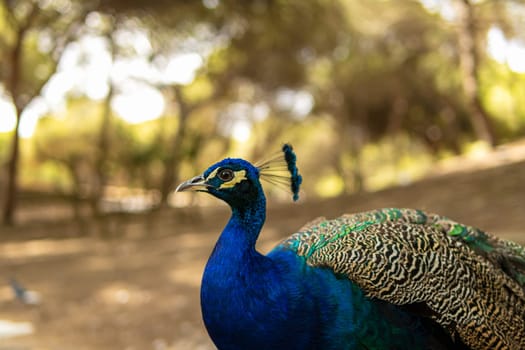 close-up of a Peacock, a beautiful representative specimen of a male peacock in magnificent metallic colors. High quality photo