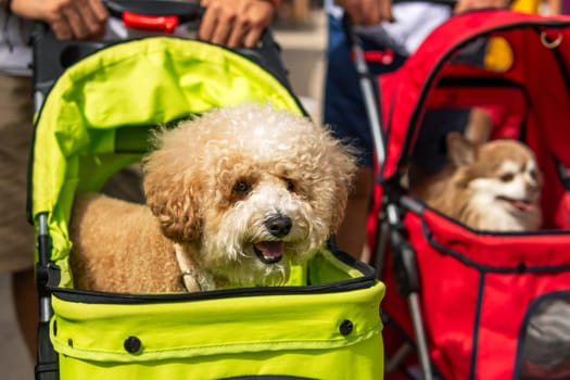 Cute and Adorable dogs in a perambulator. small dogs riding in a stroller. High quality photo