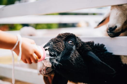 In a barn a child lovingly feeds milk to a cute sheep with a bottle. This tender moment reflects the care and affection shared between the child and the young mammal.