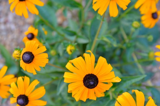 Rudbeckia plants, the Asteraceae yellow and brown flowers. Black (brown)-eyed Susan flowers. Yellow or gold flower heads bloom in mid to late summer.