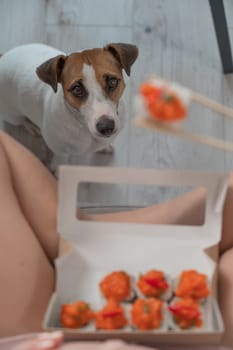 A woman sits on the sofa and eats rolls. Jack Russell Terrier dog sits on the floor and begs for food from its owner