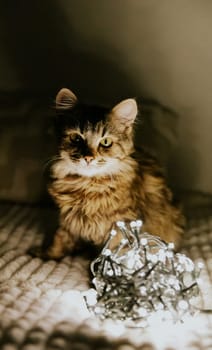 One small brown fluffy kitten sits on the sofa at night with a bunch of burning garland and looks straight into the camera, close-up side view.