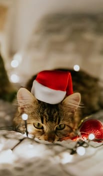 Portrait of one small brown fluffy kitten with a Santa Claus hat on his head, a burning garland, Christmas decor, lying on the sofa at night with his nose buried in a blanket, looking at the camera in anticipation of the holiday, close-up side view.