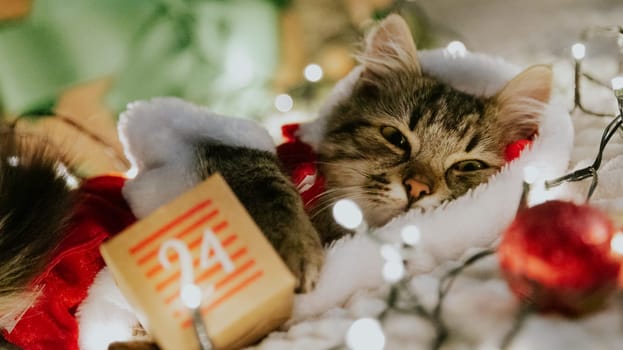 A portrait of one small brown fluffy kitten in a Santa Claus costume lies on the sofa at night in a burning garland with chocolate Christmas tree toys and holds an advent calendar box with the date 24 in its paws, looking at the camera, close-up view from below.