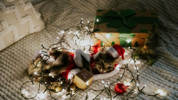A portrait of one small brown fluffy kitten in a Santa Claus costume lies at night on the sofa in a burning garland with Christmas tree toys, a gnome, a gift box and holds in its paws a surprise box of an advent calendar with the date 24, looking to the side, flat lay close-up.