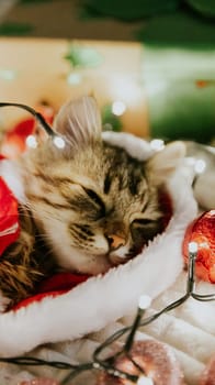 Portrait of one small brown fluffy kitten in a Santa Claus costume, sleeping sweetly with half-open eyes at night on a sofa in a burning garland and Christmas tree toys, a very close-up view from below with depth of field.