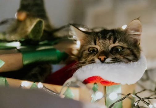 Portrait of one small brown fluffy kitten in a Santa Claus costume lying and looking out of a gift box and a burning garland around on the sofa at night, side view very close up.