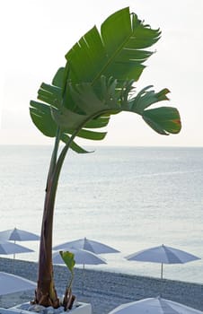 Sea. Beach. Banana palms. The picture symbolizes relaxation by the sea, tropical climate, exotic plants.