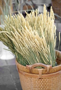 Nice. French market. ears of dry wheat for sale