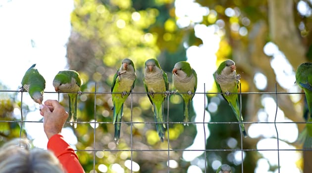 Barcelona. City Park. People feed parrots. Monk parakeet , Group of green parakeets on a chain-link fence and the hand of a person feeding them