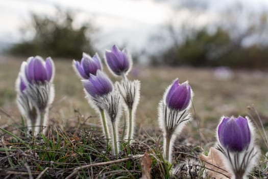 Dream grass spring flower. Pulsatilla blooms in early spring in forests and mountains. Purple pulsatilla flowers close up in the snow.