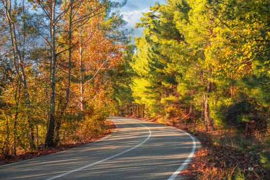 Asphalt road through autumn forest at sunrise