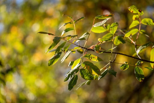 Yellowed leaves of plane tree in front of blue sunny sky in autumn