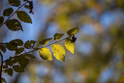 Yellowed leaves of plane tree in front of blue sunny sky in autumn