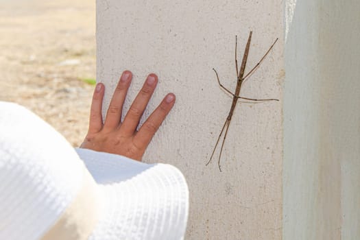 walking stick insect and kid's hand.Insect with brown color on white background. Child's hand peeks out from under white cap