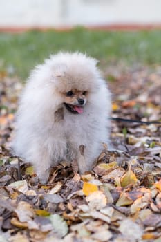 Portrait of a cute and handsome Pomeranian dog walking on a leash in the park. Fluffy dog.