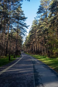 Walking path in a city park. Pedestrian path made of asphalt in the forest. Place for walks, relaxation and sports