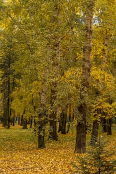 Beautiful autumn park. Autumn in Kemerovo. Autumn trees and leaves. Autumn Landscape. Beautiful romantic alley in a park with colorful trees and sunlight.