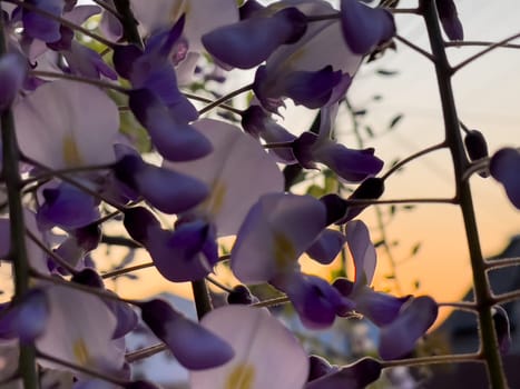 Blooming Wisteria Sinensis with scented classic purple flowersin full bloom in hanging racemes on the wind closeup. Garden with wisteria in spring