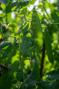 Growing peas outdoors and blurred background. Green pea pods in the vegetable garden close-up.