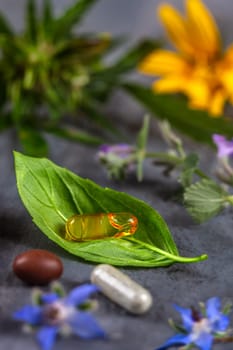 Healthy food eating, dietary supplements, healing herbs basil leaf and flowers. , omega acid capsules.