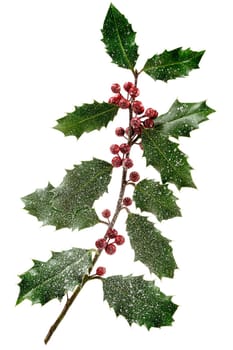 Holly ilex, christmas decoration with red berry's, covered with snow on dark background