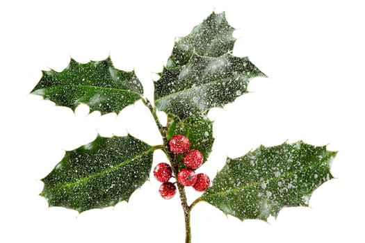 Holly ilex, christmas decoration with red berry's, covered with snow on dark background