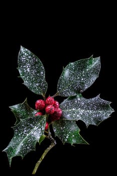 Holly ilex, christmas decoration with red berry's, covered with snow on dark background