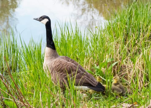 a large Canada goose with a number of young in the tall grass in nature in Germany
