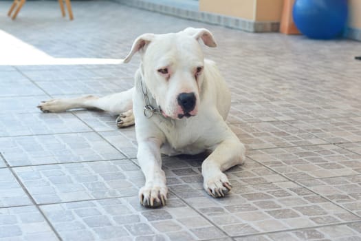 White big dog Dogo Argentino Argentine Mastiff