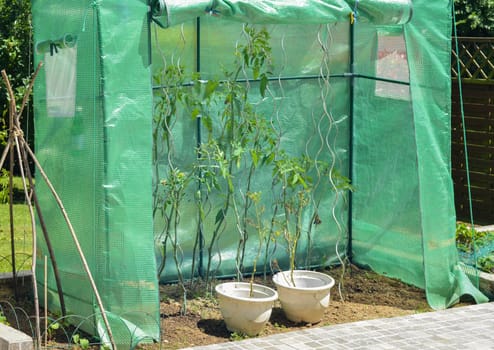 Small handmade greenhouse with tomatoes in the garden