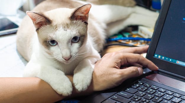 Feline Work Companion: Cat Offering Support as Man Works on Computer