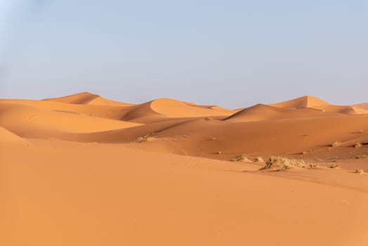 Picturesque dunes in the Erg Chebbi desert in the early evening, part of the African Sahara, Morocco