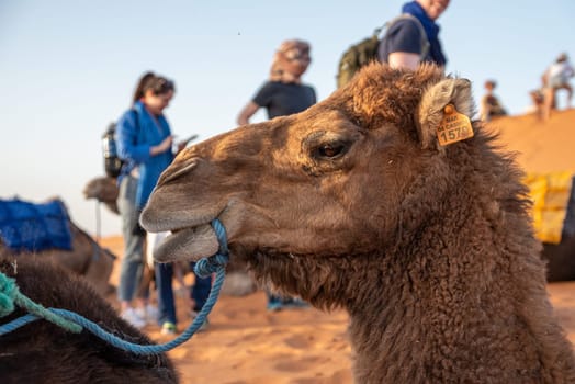 Portrait of a beautiful dromedary in Erg Chebbi, Morocco