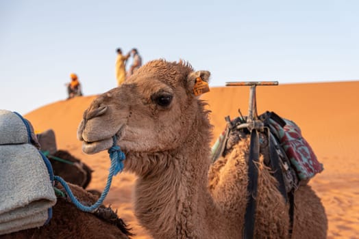 Portrait of a beautiful dromedary in Erg Chebbi, Morocco