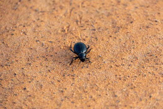 A black scarab beetle in the Erg Chebbi desert in Morocco