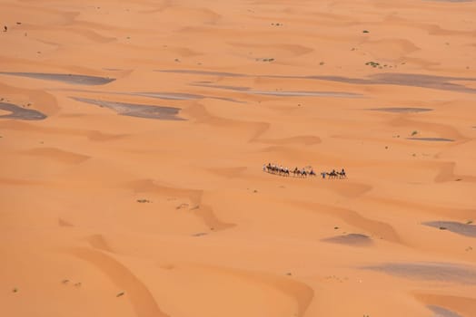 A camel caravan crossing the desert of Erg Chebbi, Morocco