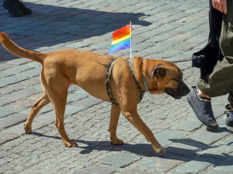 A brown dog takes part in the annual gay parade of the LGBT community with a bright scarf around his neck. gay pride parade of freedom and diversity, happy participants walking. Baltic Pride is an annual LGBT festival