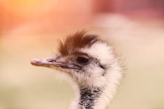 Ostrich head close up, an autumn weather park outdoors