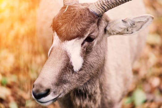 The maned ram eats hay, animal in the zoo, large rounded horns of ram.