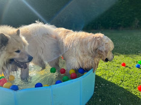 The labrador et eurasier playing in a pool with balls in a garden