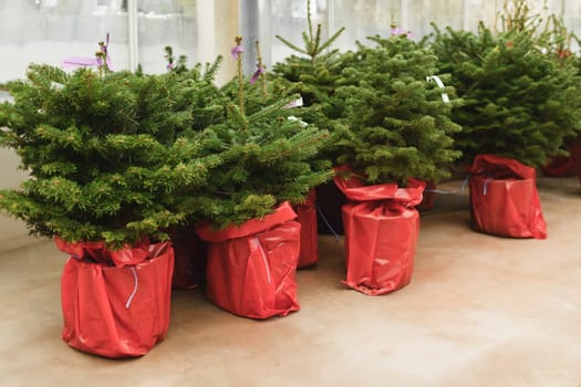 Christmas trees in a red pots for sale on a market for growing