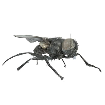 Black Fly isolated on white background. High quality 3d illustration