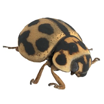 Tytthaspis sedecimpunctata isolated on white background. High quality 3d illustration