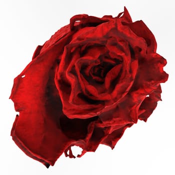 Red Rose isolated on white background. High quality 3d illustration